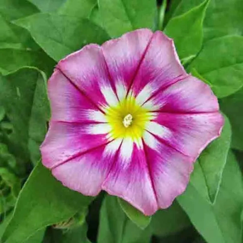 35 Morning Glory Hummingbird Mix Seeds