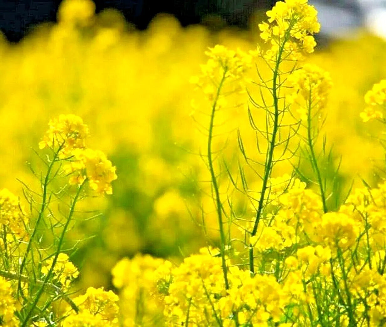 1000 Yellow Mustard - Brassica Alba Seeds