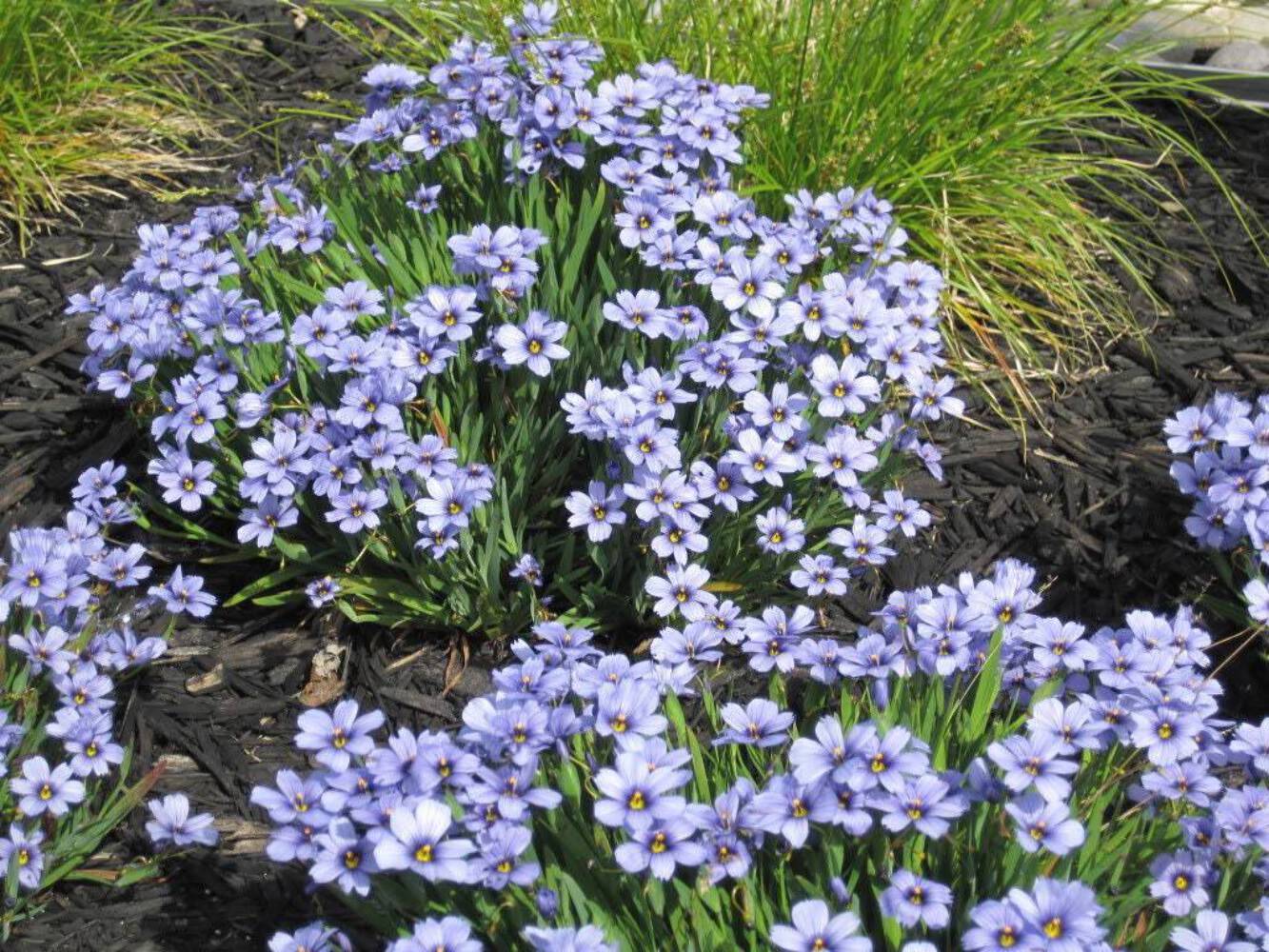200 Blue-Eyed Grass Seeds
