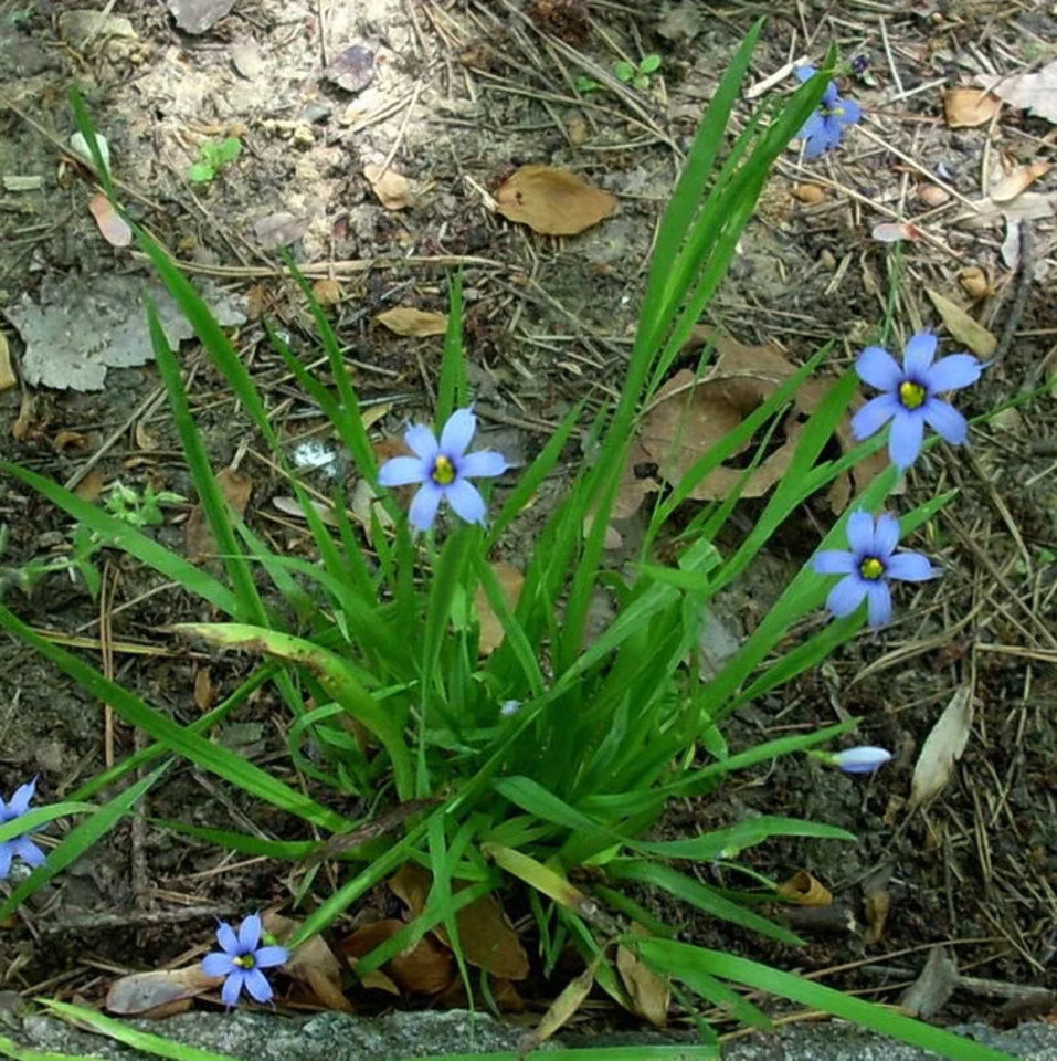 200 Blue-Eyed Grass Seeds