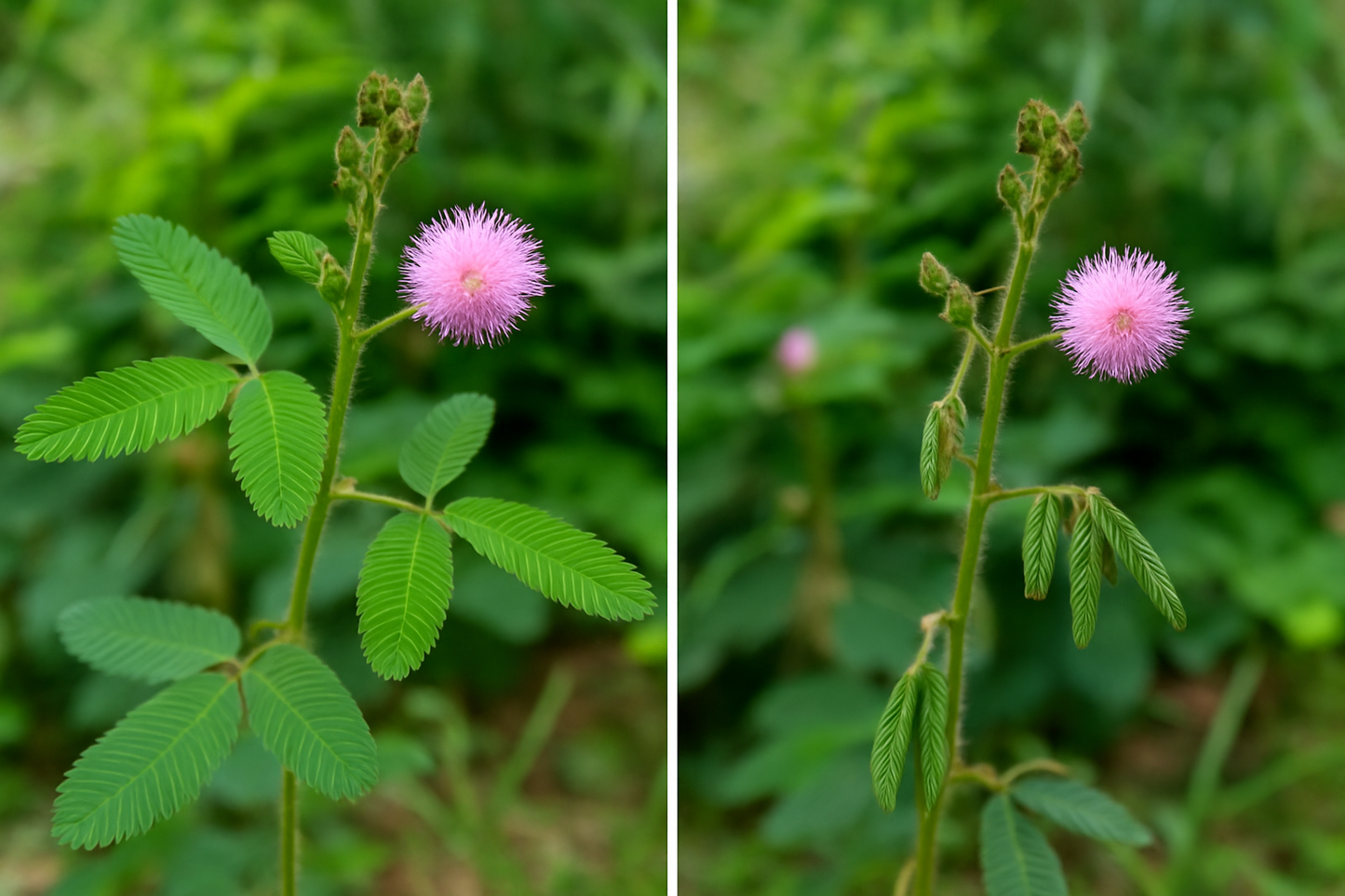 Two close-ups of Mimosa pudica: open leaves versus folded leaves after touch