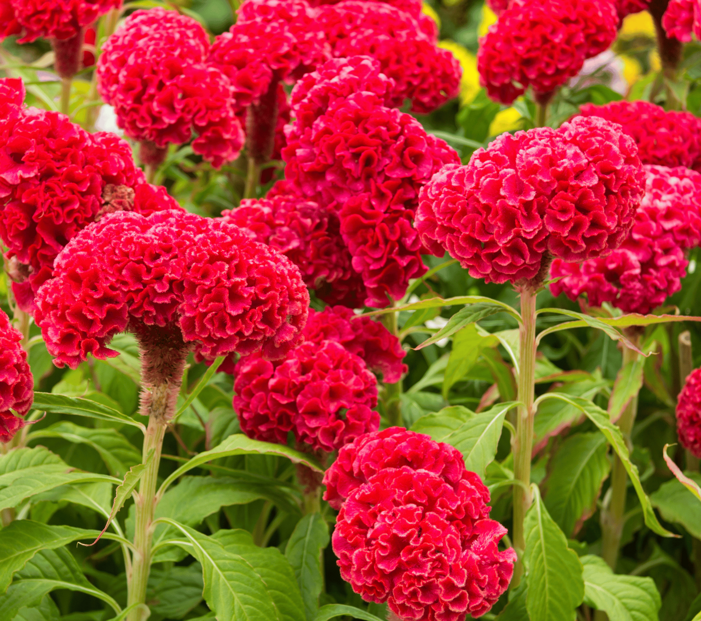 25 Cockscomb Carmine Seeds