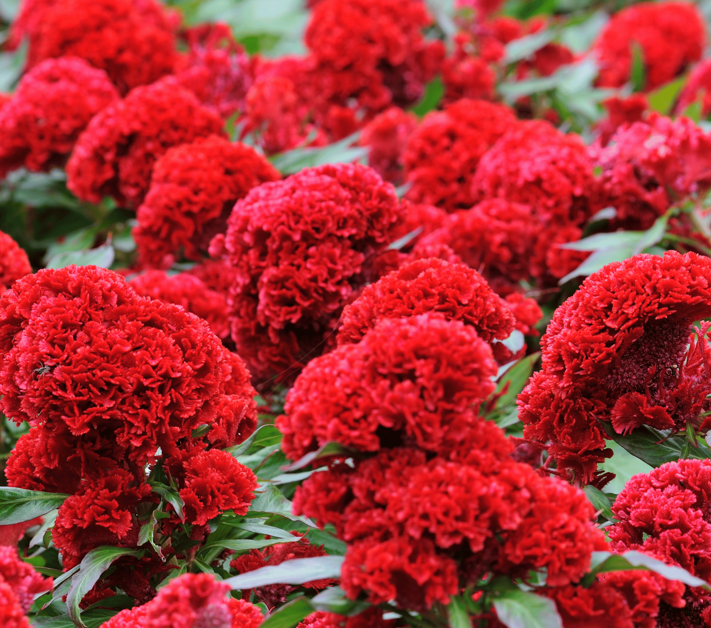 25 Cockscomb Carmine Seeds