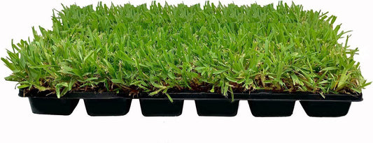 St. Augustine Palmetto - 18 Live Large Grass Plugs - Seed World