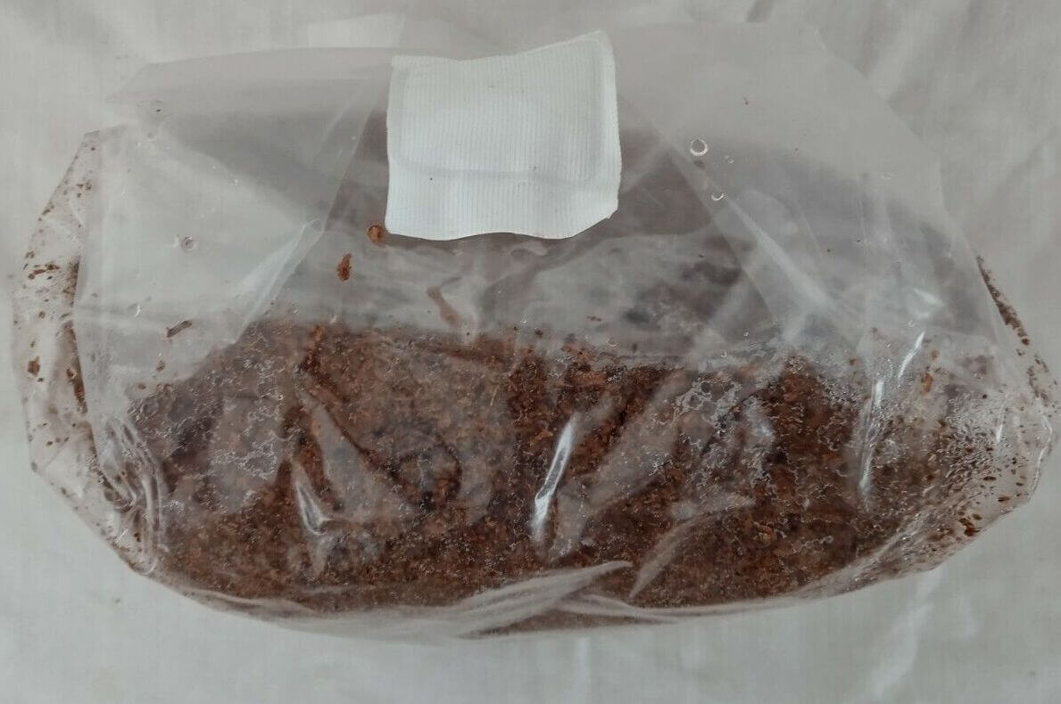 Close-up of hydrated grain substrate inside the sterilized grow bag