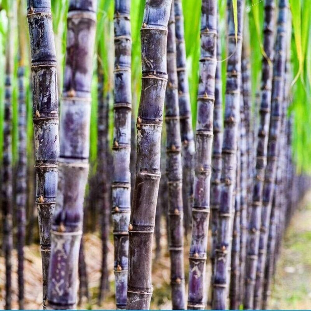Sugar cane plant