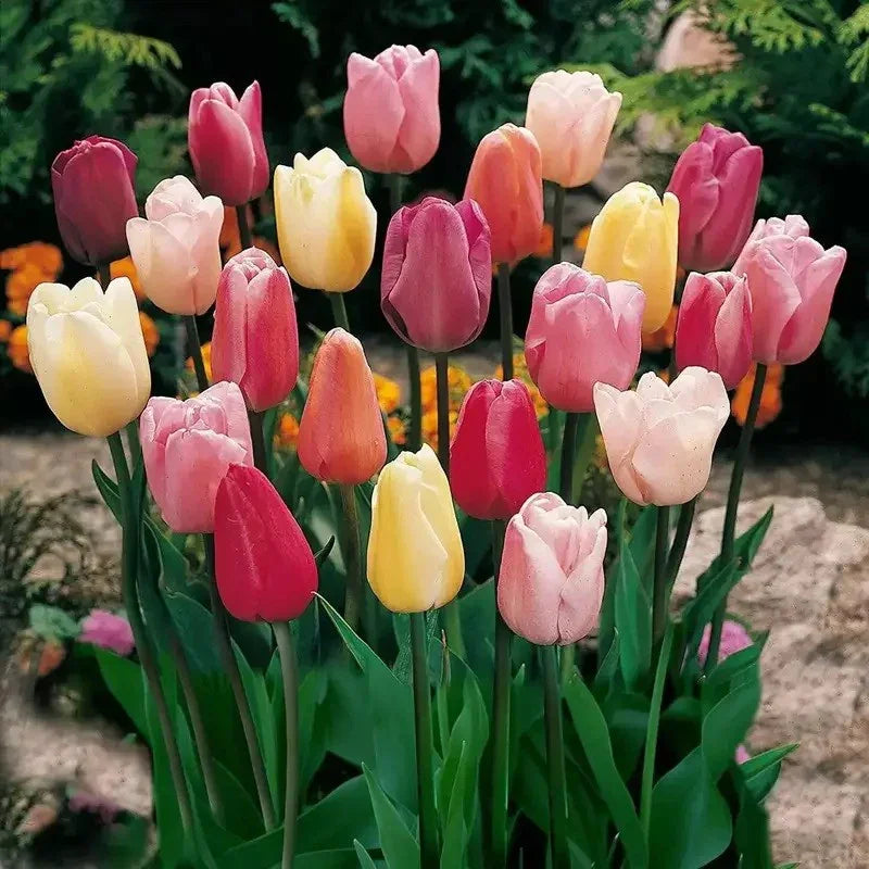 Tulip Bulbs - Triumph Mix - Seed World