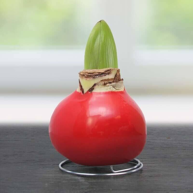 Waxed Amaryllis Flower Bulb with Stand - No Water Needed - Seed World