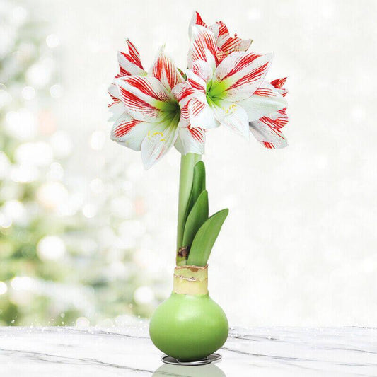 Waxed Amaryllis Flower Bulb with Stand - No Water Needed - Seed World