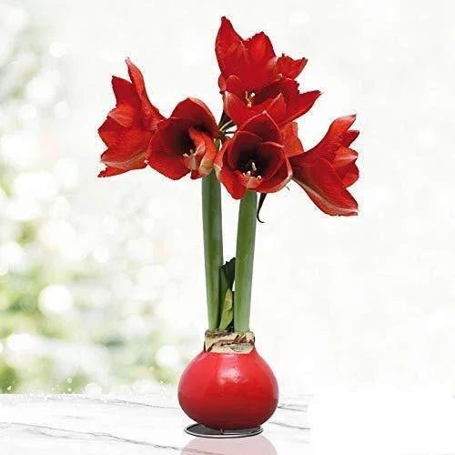 Waxed Amaryllis Flower Bulb with Stand - No Water Needed - Seed World