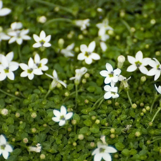 White Star Creeper Live Plant – Groundcover - Seed World