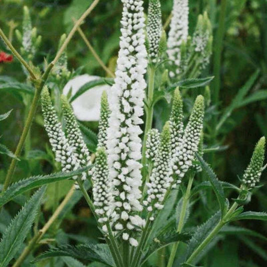 White flower spikes among green foliage