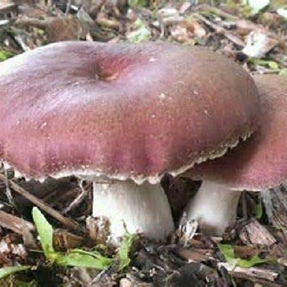 A photo showing two wine cap mushrooms with deep wine-red to tan colored caps and white stems, growing in a natural outdoor setting with debris on the ground.