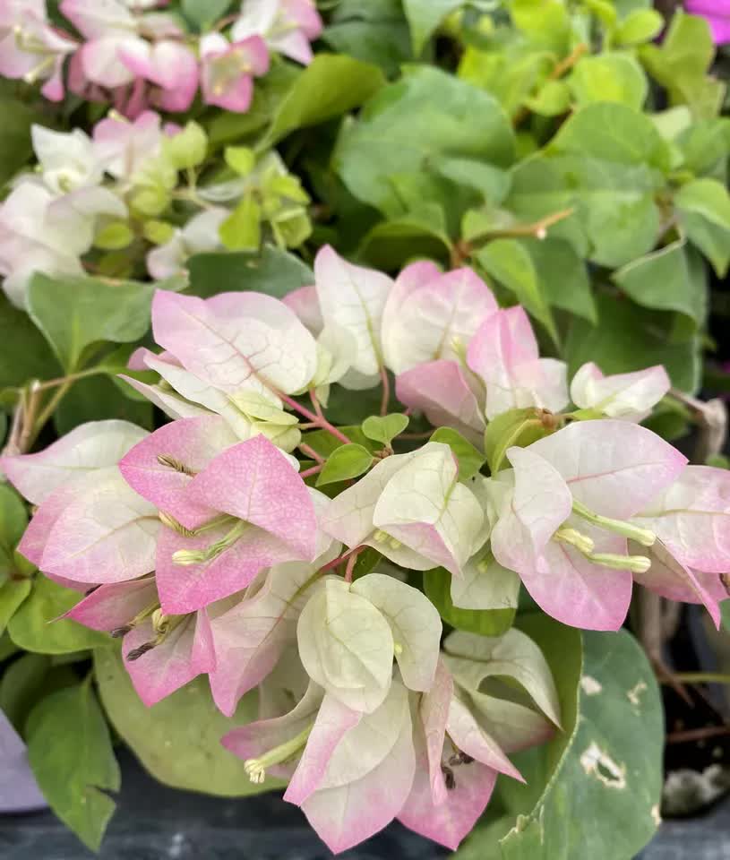 1 Live Bougainvillea - Well Rooted - Starter Plug