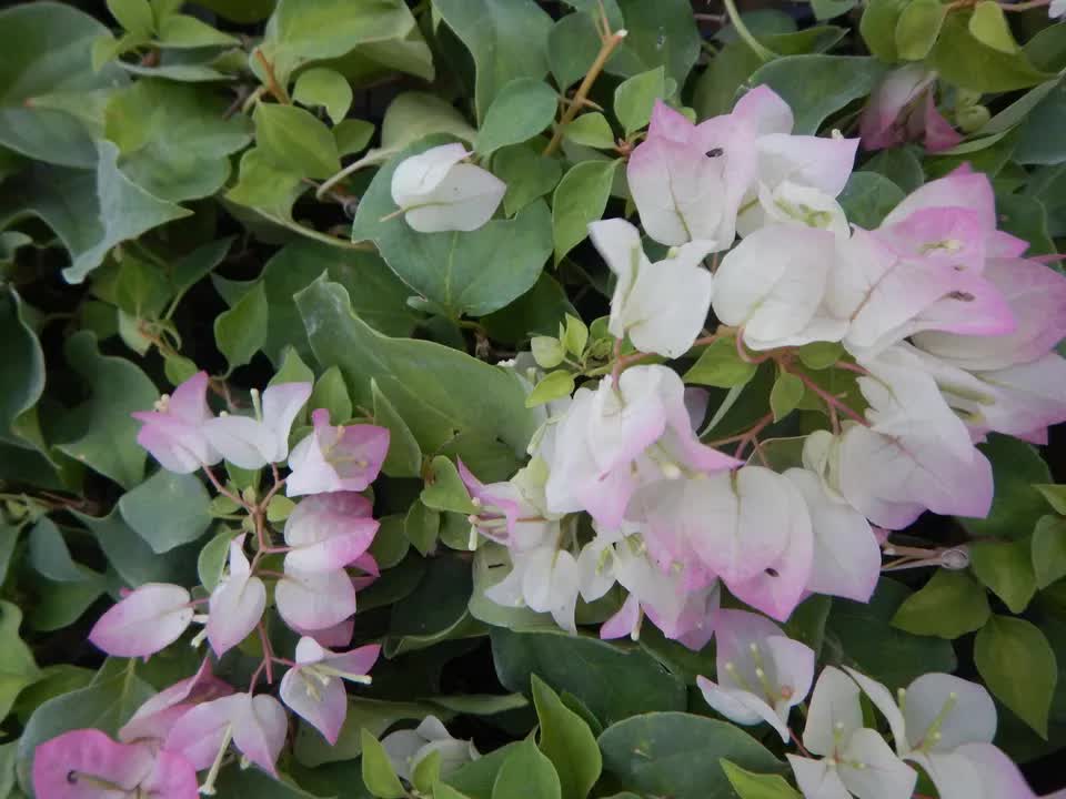 1 Live Bougainvillea - Well Rooted - Starter Plug