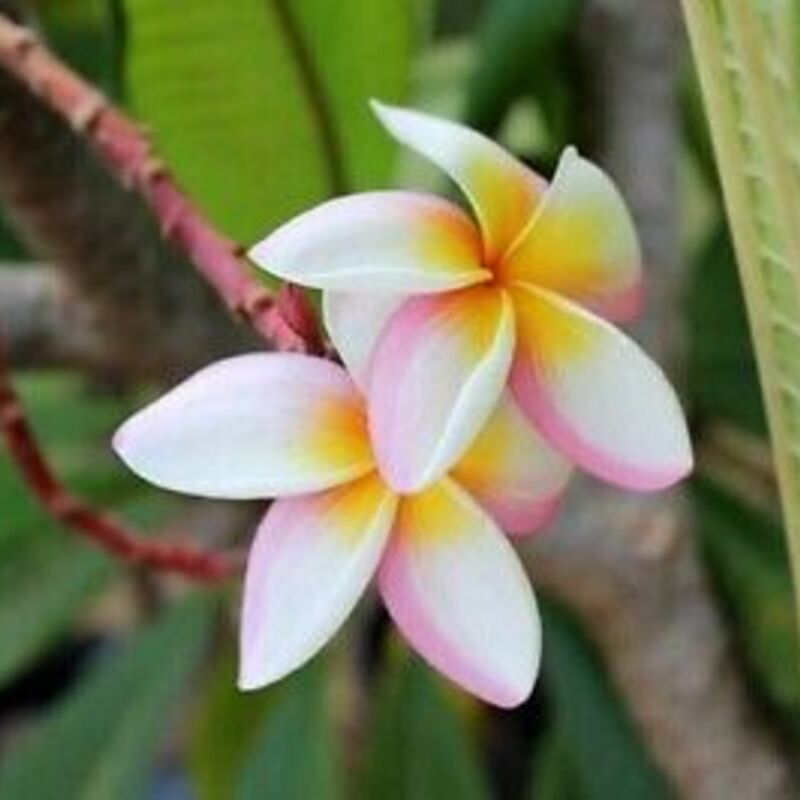 5 Plumeria Frangipani Hawaiian Lei Flower Seeds