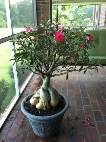 1 Desert Rose Live Plant - Seed World