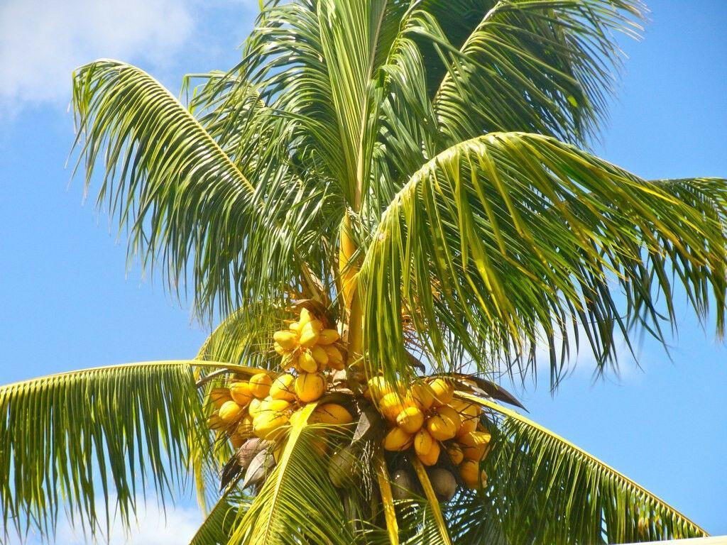 1 Live Yellow Coconut Seed - Seed World