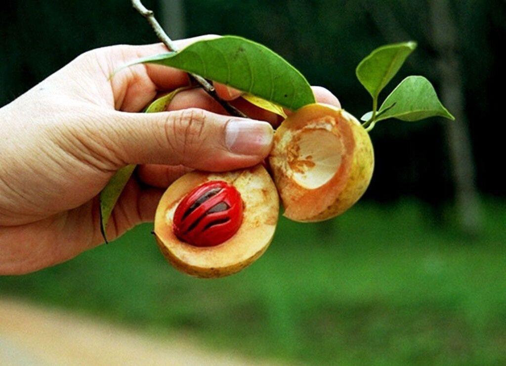 1 Nutmeg Seed - Seed World