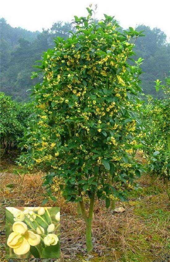 1 Nutmeg Seed - Seed World