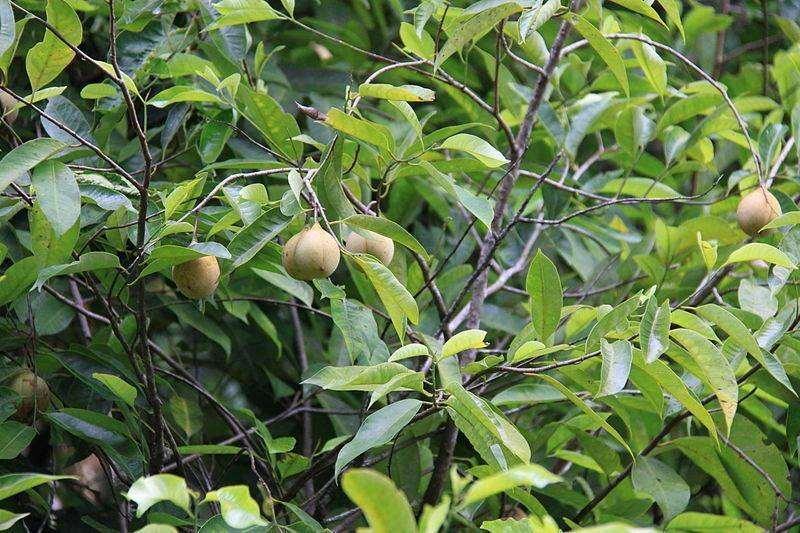 1 Nutmeg Seed - Seed World