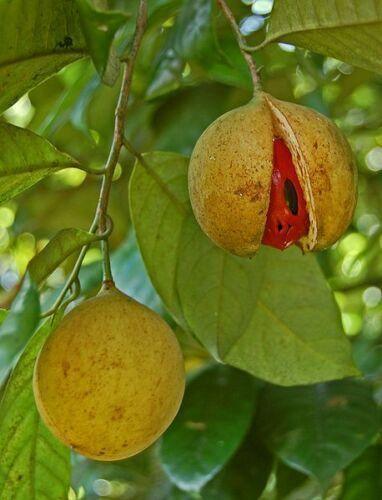 1 Nutmeg Seed - Seed World