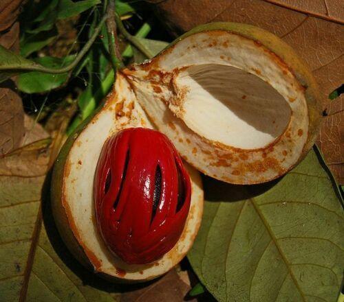 1 Nutmeg Seed - Seed World