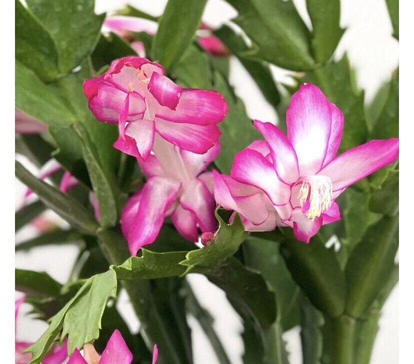 1 Thanksgiving Christmas Cactus Assortment Plug Rooted in a 4” Pot - Seed World