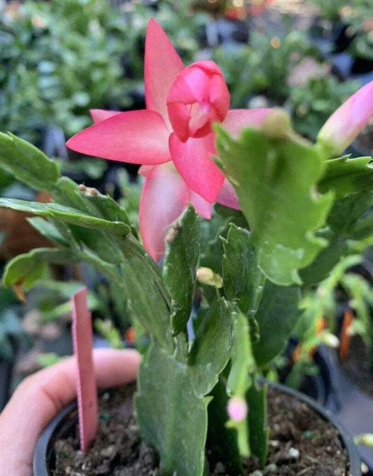 1 Thanksgiving Christmas Cactus Assortment Plug Rooted in a 4” Pot - Seed World