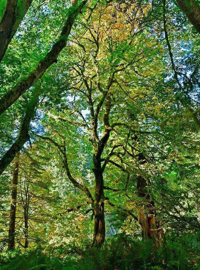 10 Acer Macrophyllum Bigleaf Maple Tree Helicopter seeds - Seed World