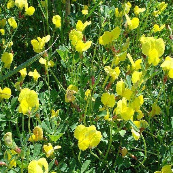 10 Asparagus Pea Seeds - Seed World