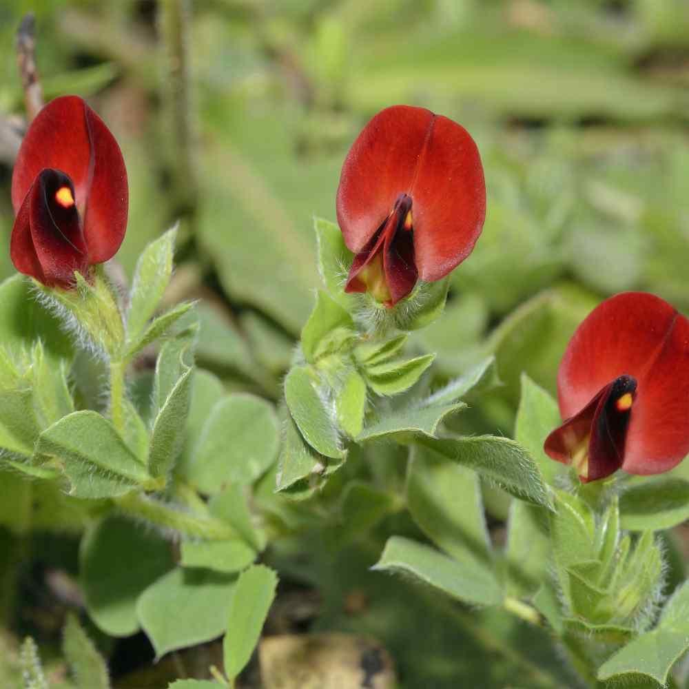 10 Asparagus Pea Seeds - Seed World