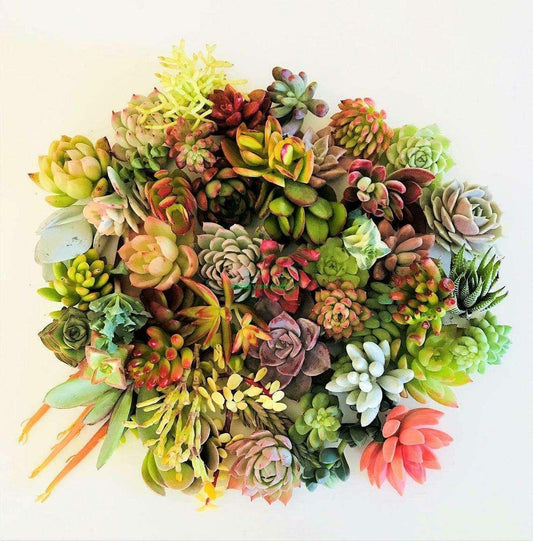 10 Assorted Succulent Cuttings - Seed World