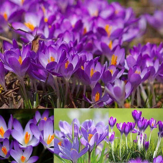 10 Autumn Crocus Seeds - Seed World