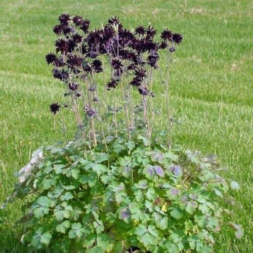 10 Black Barlow - Aquilegia Vulgaris Seeds - Seed World
