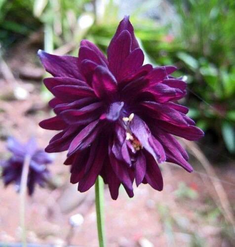 10 Black Barlow - Aquilegia Vulgaris Seeds - Seed World