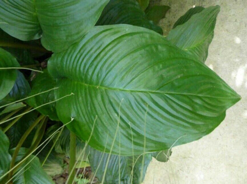 10 White Bat Flower Seeds - Seed World