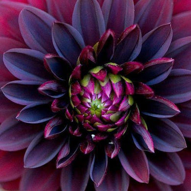 10 Black Dahlia Flower Seeds - Seed World