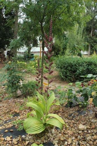 10 Black False Hellebore Seeds - Seed World