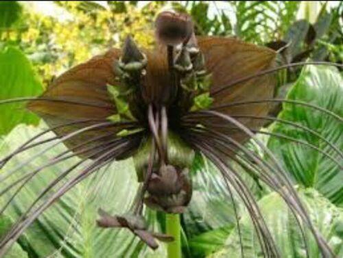 10 Black Tiger Shall Orchid Seeds - Seed World
