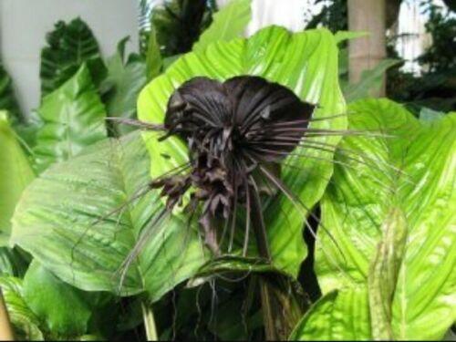 10 Black Tiger Shall Orchid Seeds - Seed World