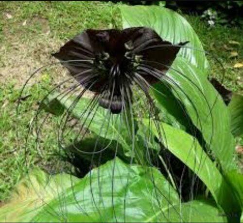 10 Black Tiger Shall Orchid Seeds - Seed World