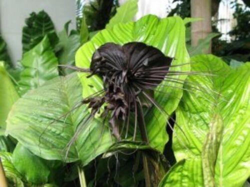 10 Black Tiger Shall Orchid Seeds - Seed World