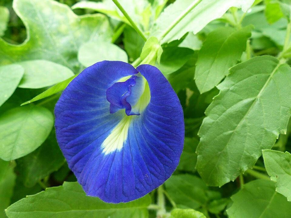 10 Blue Butterfly Pea - Clitoria Ternatea Vine Seeds - Seed World