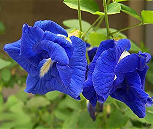 10 Blue Butterfly Pea - Clitoria Ternatea Vine Seeds - Seed World