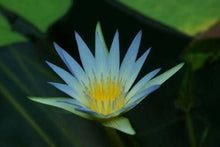 egyptian blue lotus seeds
