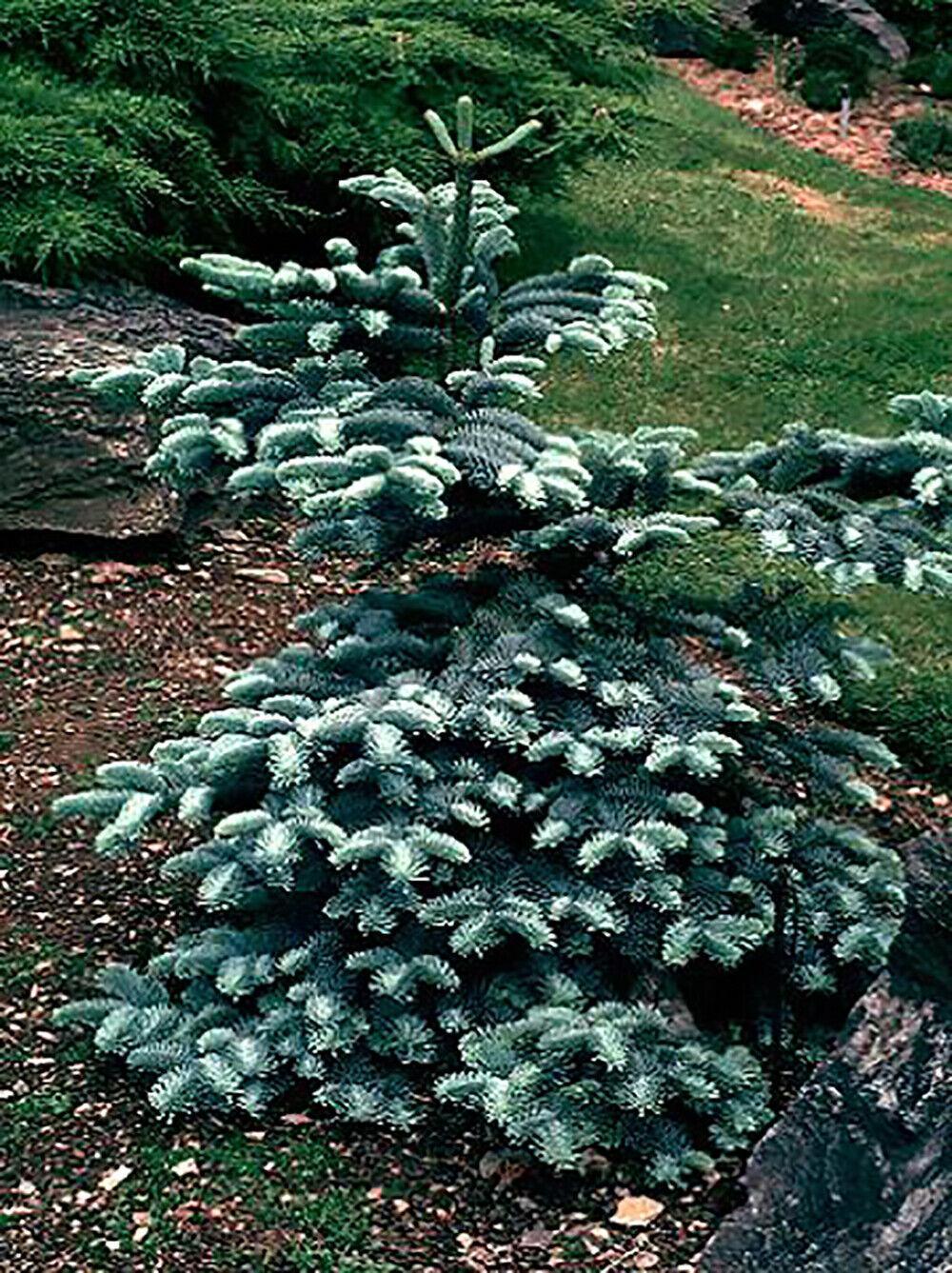 10 Blue Noble Fir (Abies Procera Glauca) Tree Seeds - Seed World
