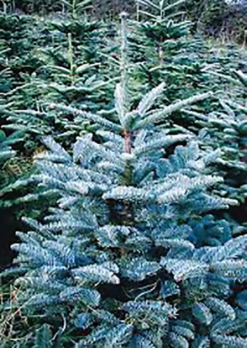 10 Blue Noble Fir (Abies Procera Glauca) Tree Seeds - Seed World