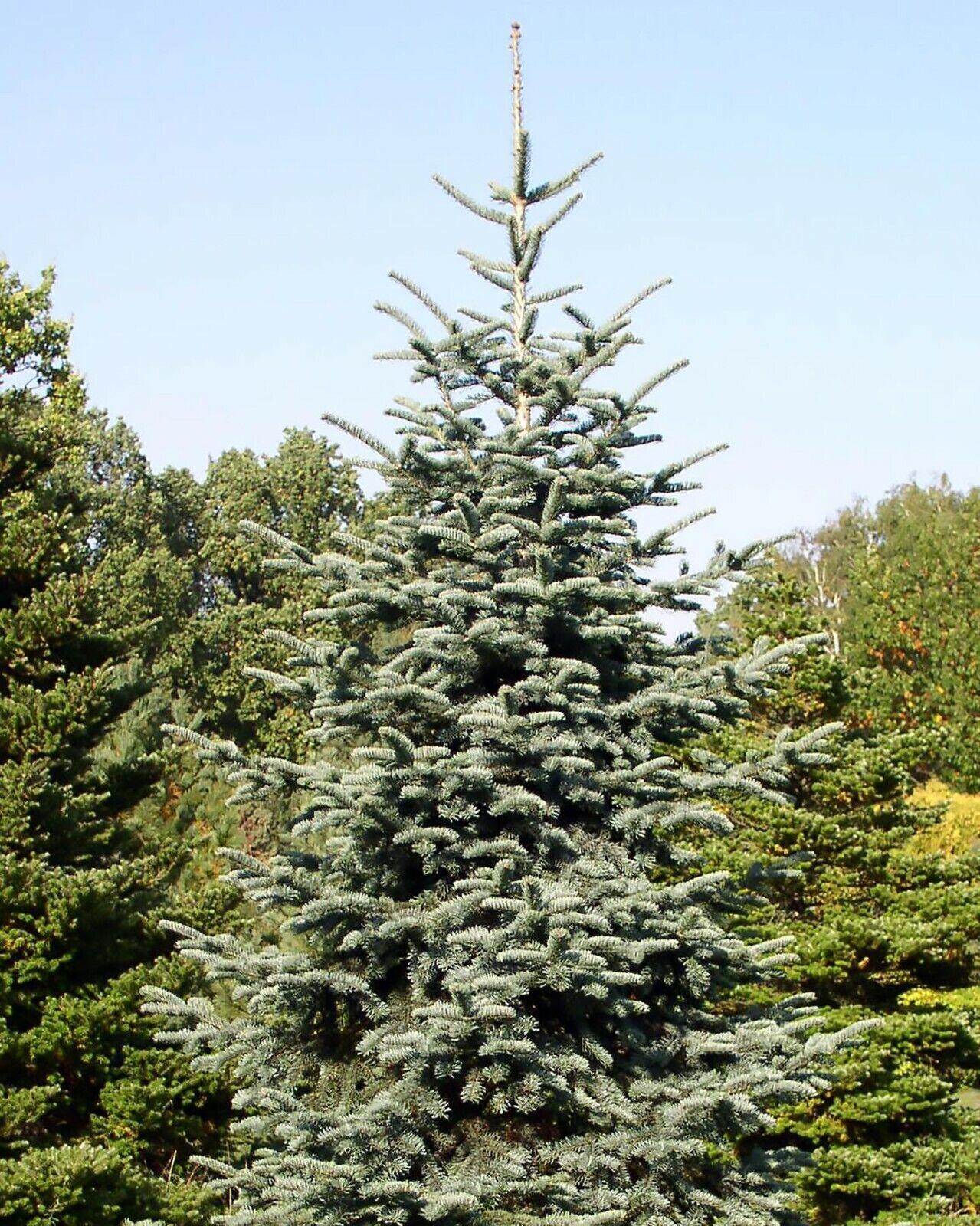 10 Blue Noble Fir (Abies Procera Glauca) Tree Seeds - Seed World