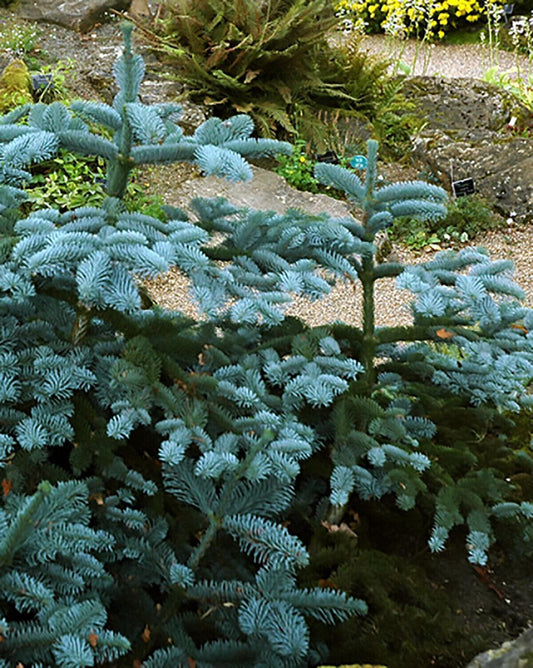 10 Blue Noble Fir (Abies Procera Glauca) Tree Seeds - Seed World